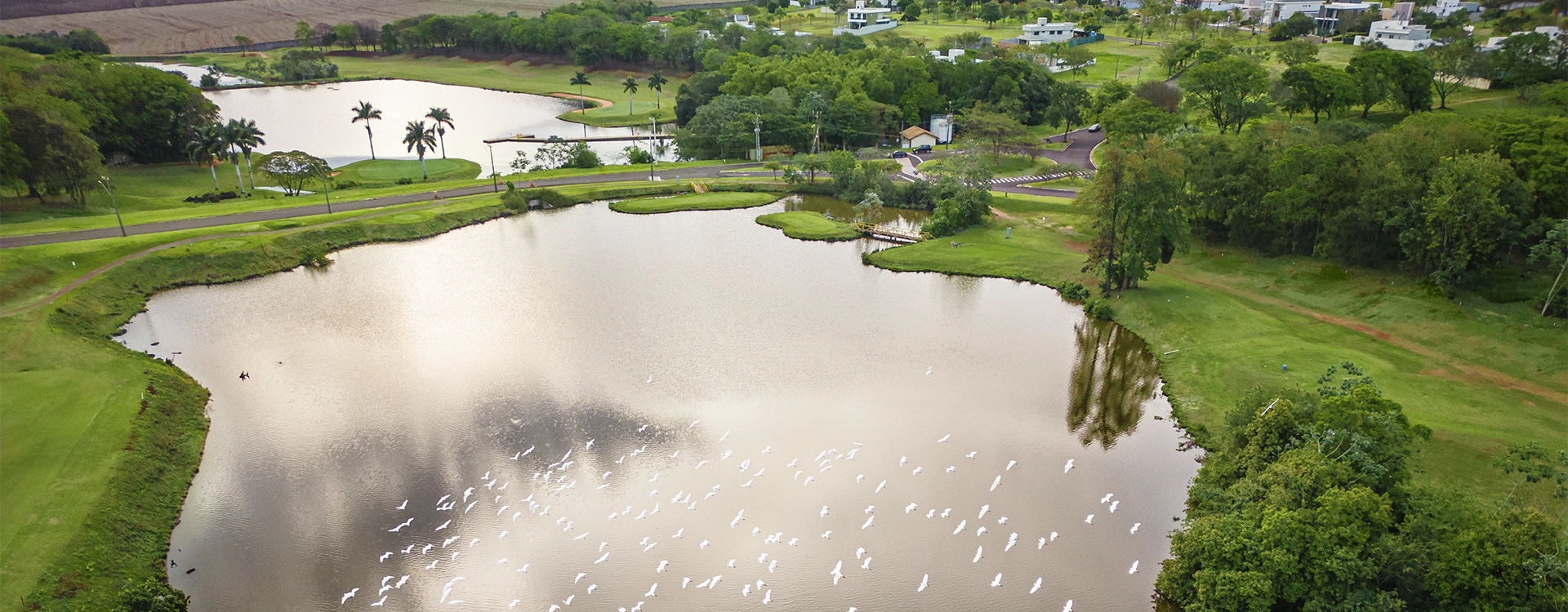 Garças voando pelo lago do residencial Alphaville Maringá. À esquerda existe algumas casas entre o campo de golfe e o lago.